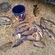 Tench