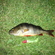 Eurasian perch