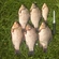 Crucian carp