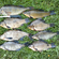 Eurasian perch