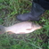 Carp