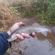 Grayling