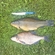 Tench