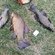 Tench