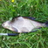 Carp bream