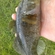 Ratan goby
