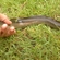 European eel