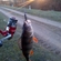 Eurasian perch
