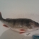 Eurasian perch