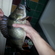 Eurasian perch