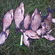 Carp bream