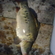 Carp
