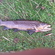 Atlantic salmon