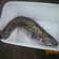 Burbot
