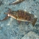 Rock Bass