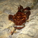 Deep snouted ninefish