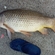 Carp