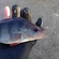 Eurasian perch