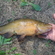 Tench