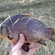 Prussian carp
