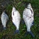 Carp bream