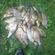 Carp bream