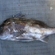 Boarfish