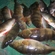 Eurasian perch