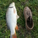 Carp