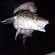 Burbot