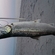 Atlantic salmon