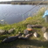 Carp