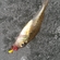 Ruffe