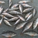 Eurasian perch