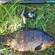 Crucian carp