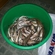 European smelt