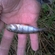 Eurasian perch