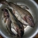 Atlantic cod