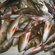Eurasian perch