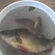 Eurasian perch