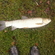 Grass carp