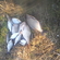 Carp bream
