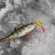 Eurasian perch