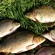 Carp
