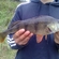 Eurasian perch