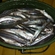 European smelt