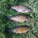 Tench