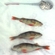 Eurasian perch