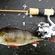 Eurasian perch