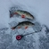 Eurasian perch